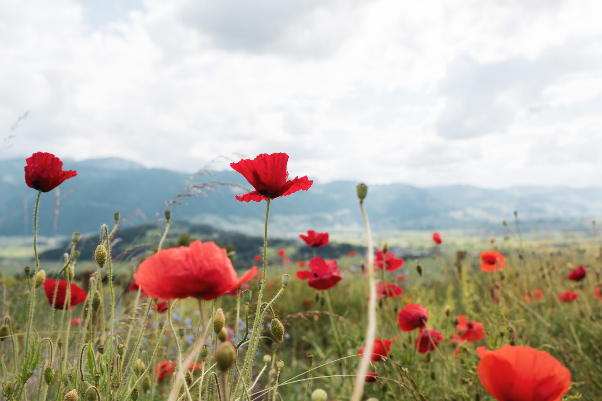 Foto Sommer Calling
