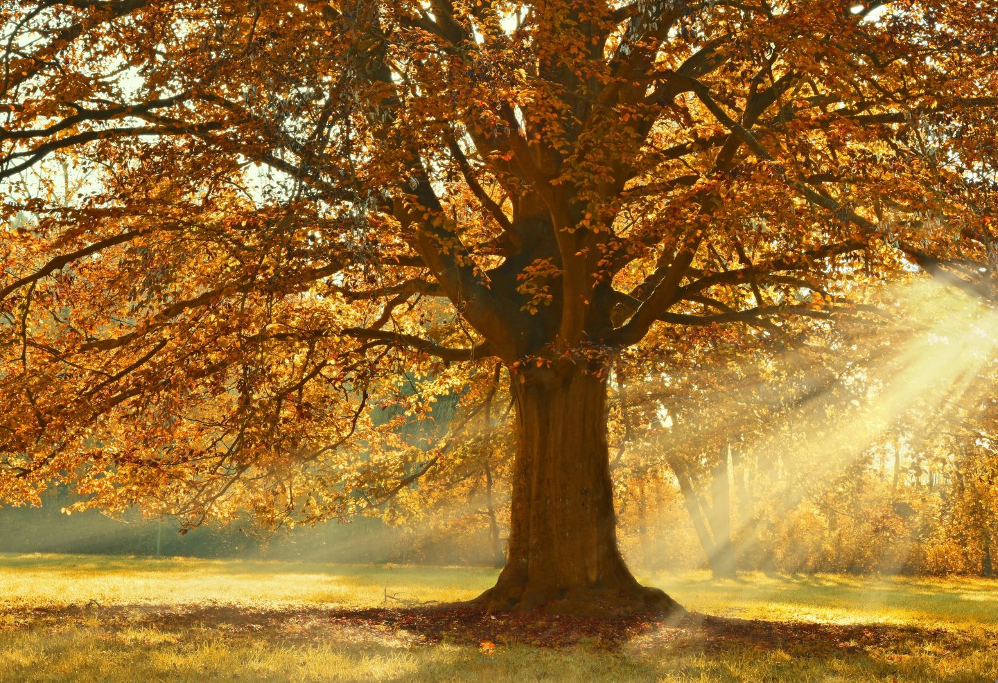 Herbst
