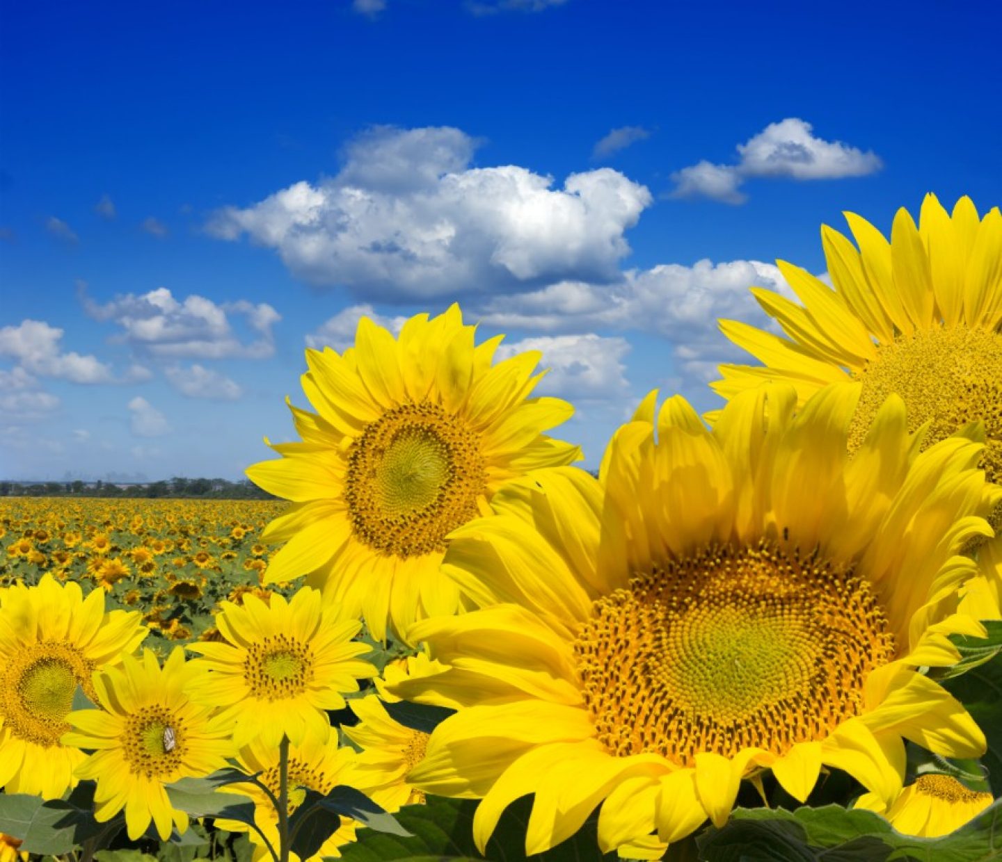 Bild Sonnenblumenfeld