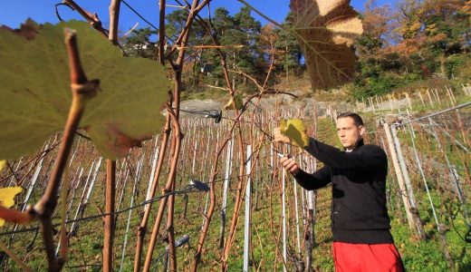 Il viticoltore Roman Rutishauser coltiva otto diverse varietà di viti a Thal (SG).