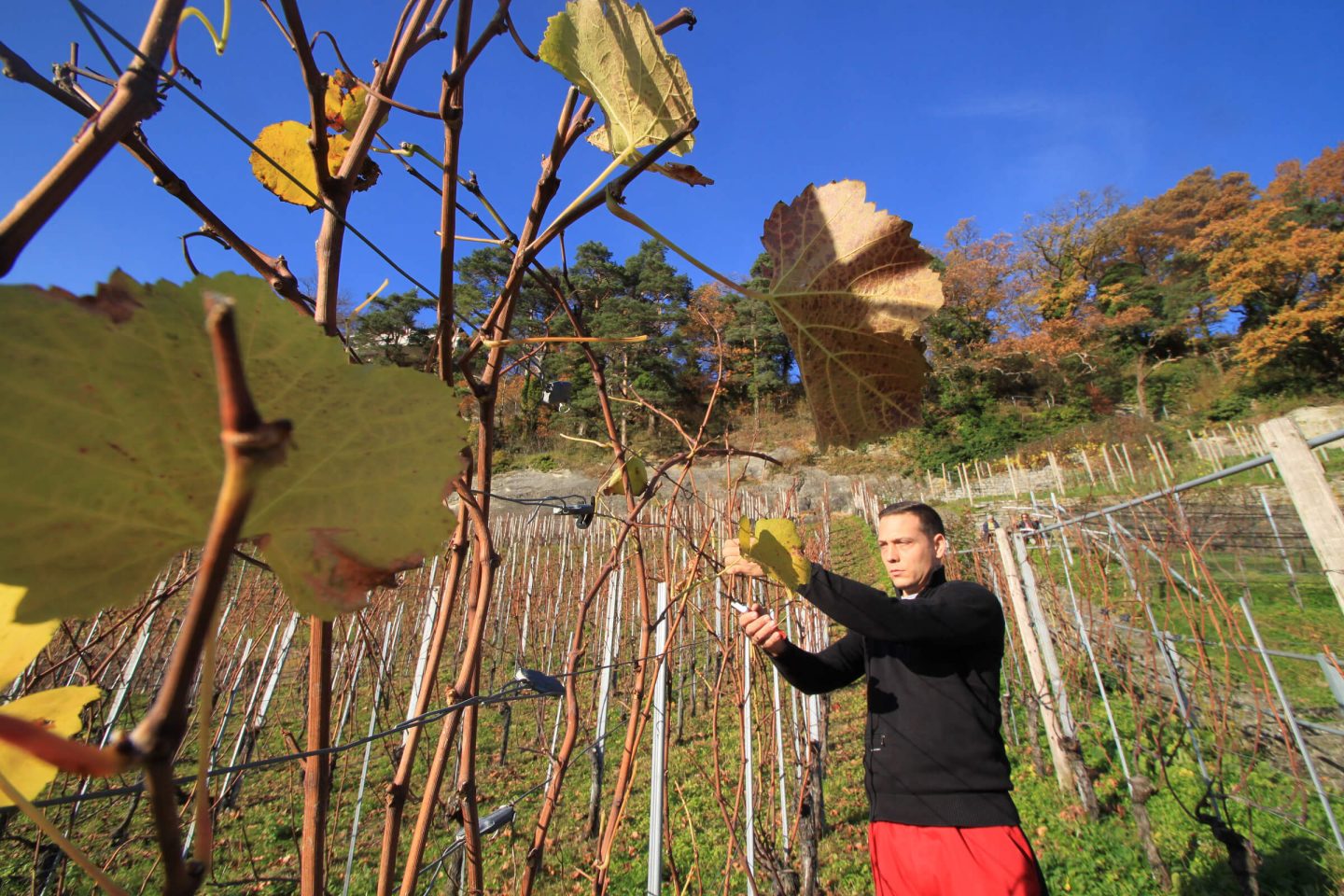 Le vigneron Rutishauser a loué un véhicule tout-terrain