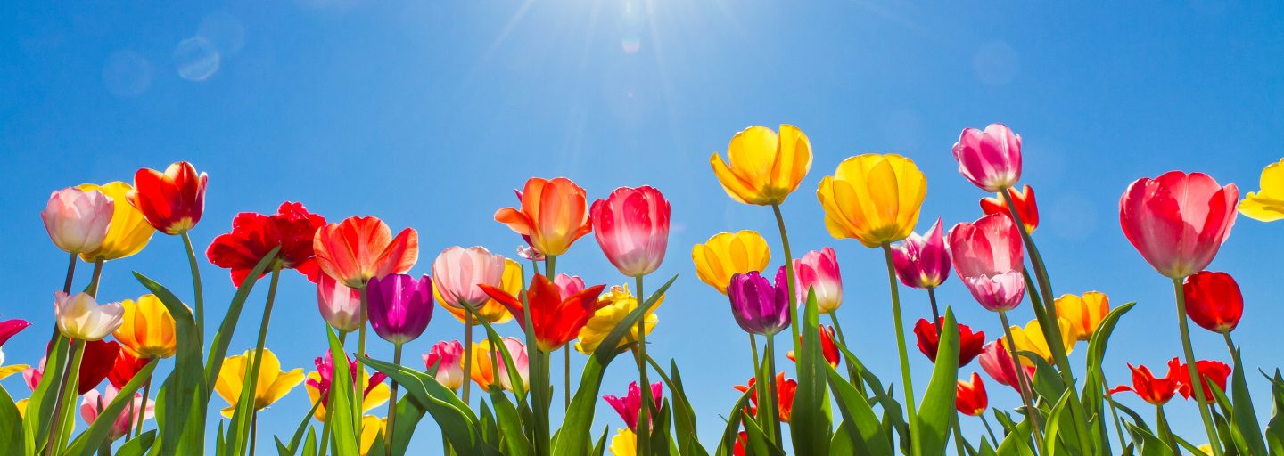 Tulpen