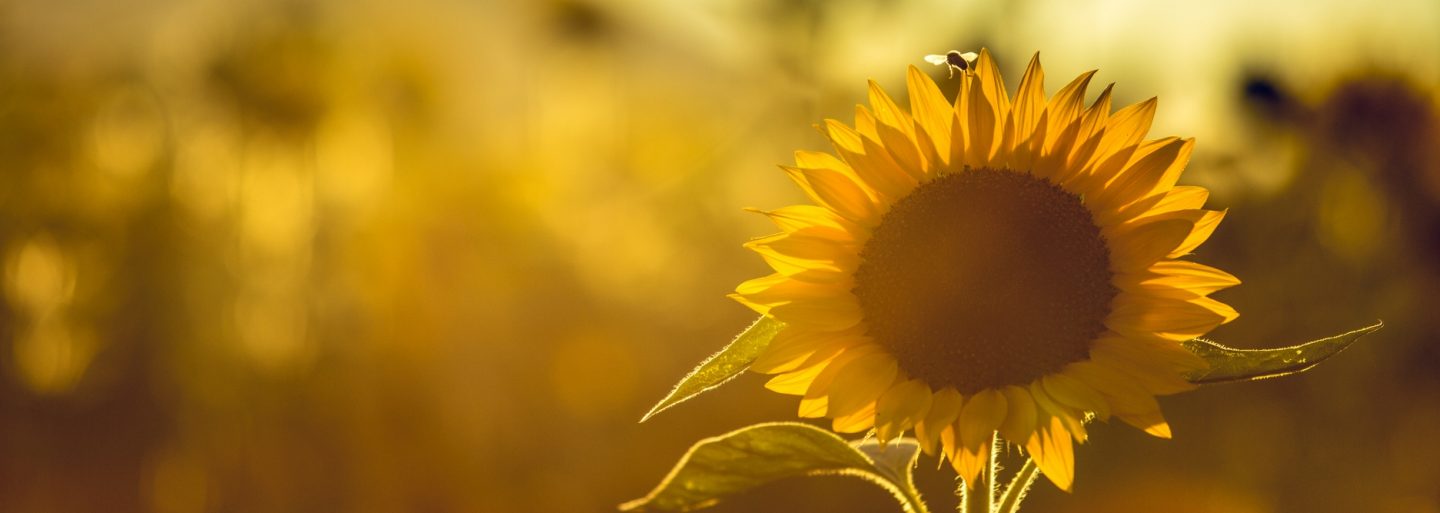 Öffnungszeiten Auffahrt und Pfingsten