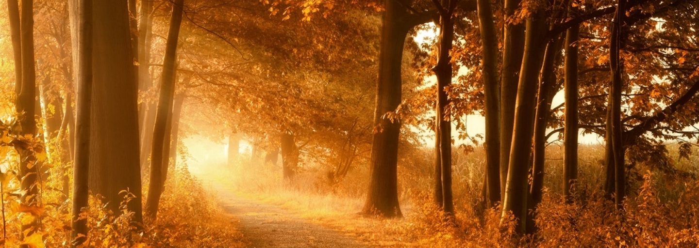 Herbstwald