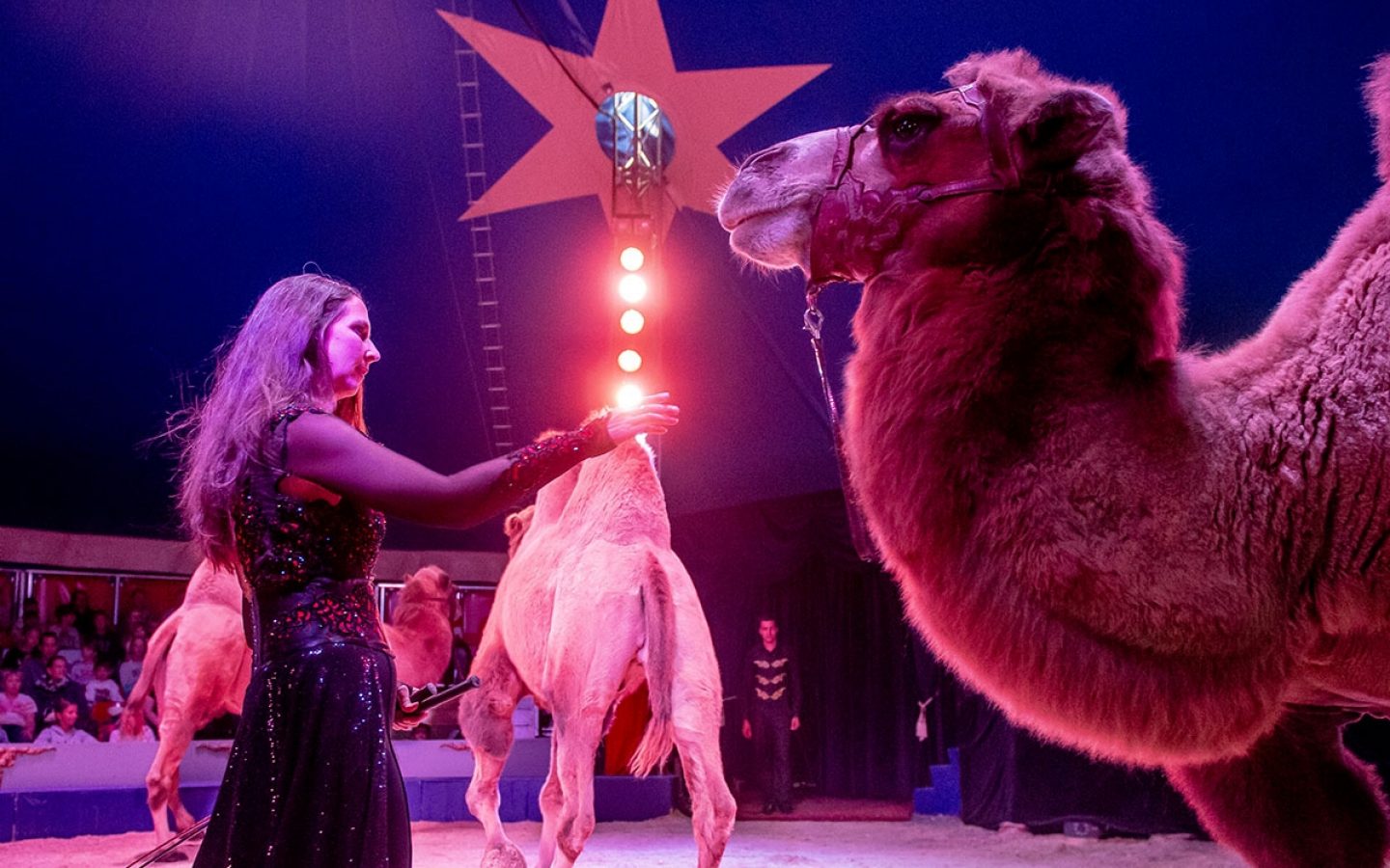 tiere im circus