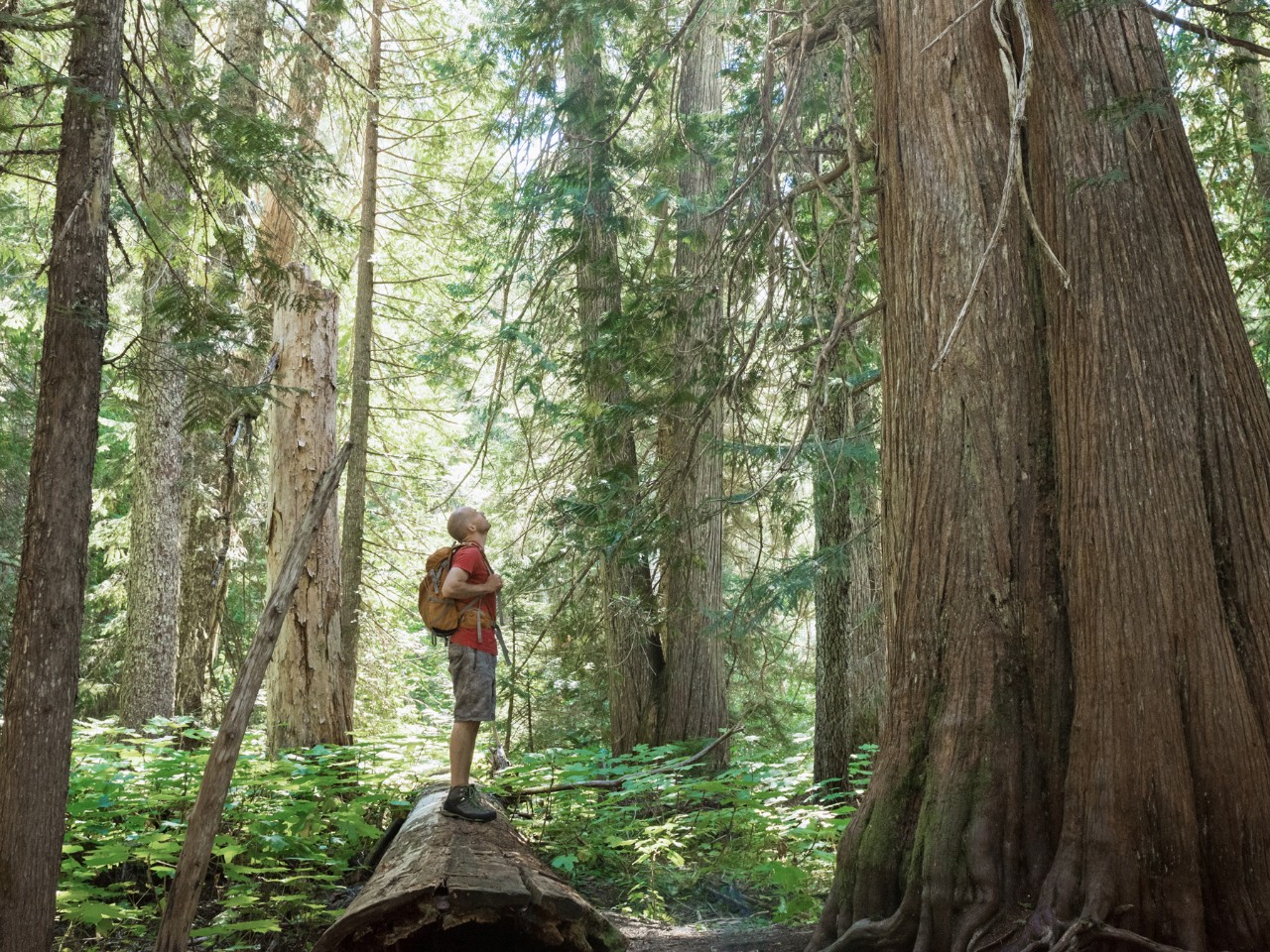 Nachhaltig anlegen – was es ist und was es bringt
